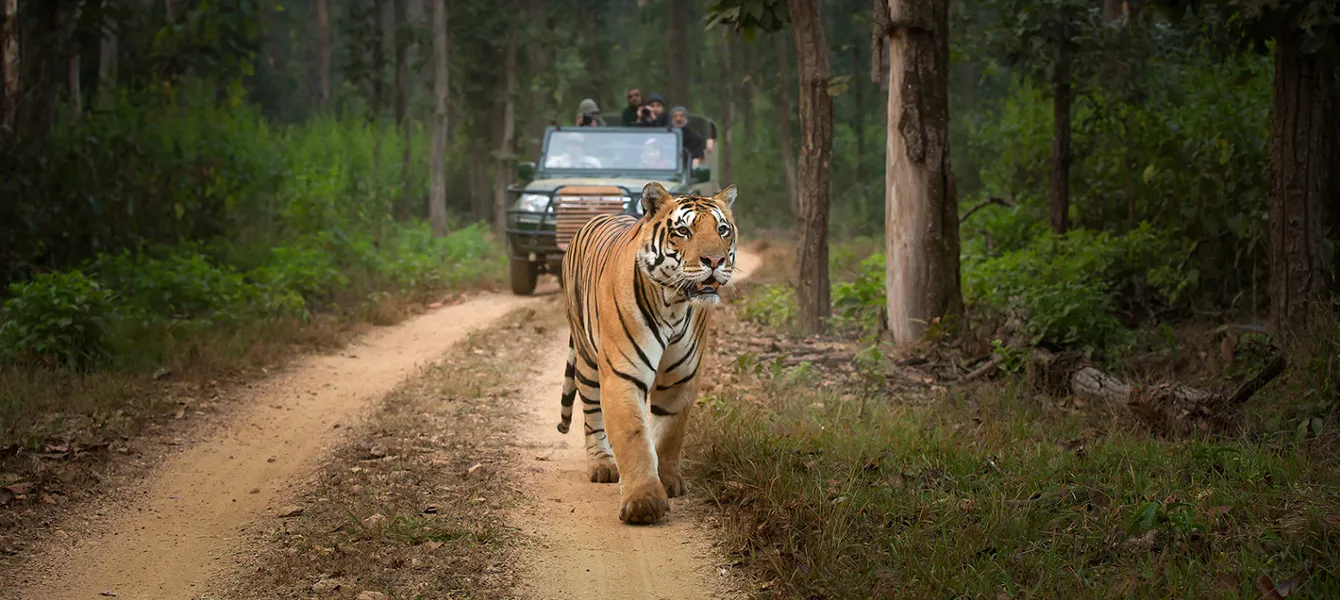 Dudhwa National Park Tour