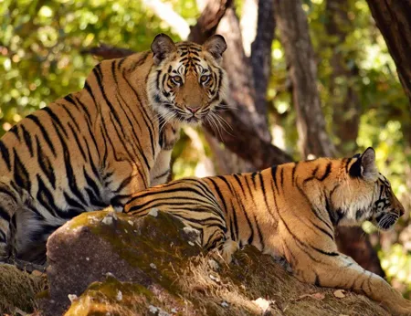 Dudhwa Wildlife Tour