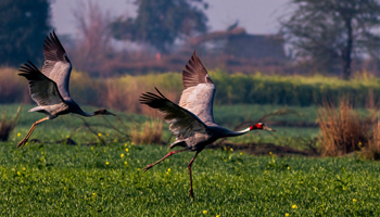 Birds of Dudhwa National Park