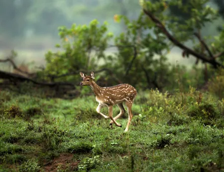 Dudhwa Forest Tour