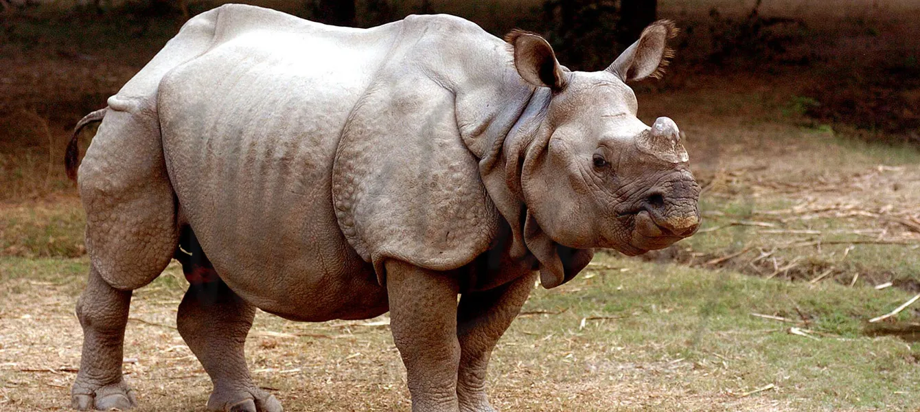 Dudhwa National Park