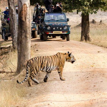Tiger Safari