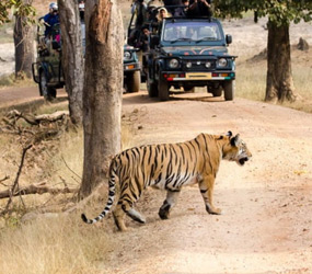 Tiger Safari