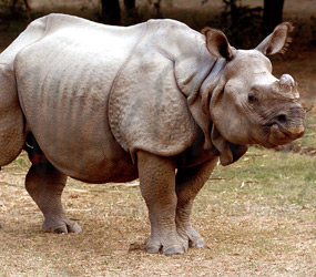 Rhino in Dudhwa