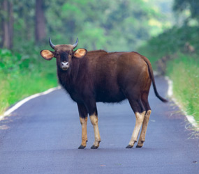 Wildlife