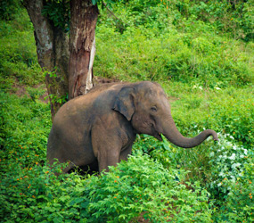 Elephant Safari