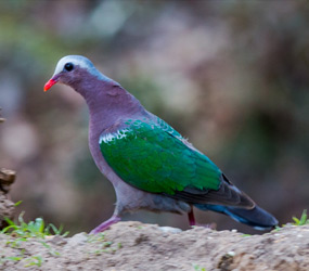 Birds in Dudhwa