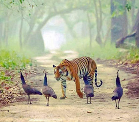 Tiger in Forest
