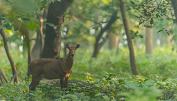 Kishanpur Wildlife Sanctuary