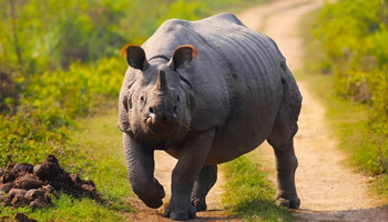 Rhinoceros of Dudhwa Park